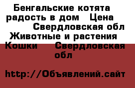 Бенгальские котята - радость в дом › Цена ­ 15 000 - Свердловская обл. Животные и растения » Кошки   . Свердловская обл.